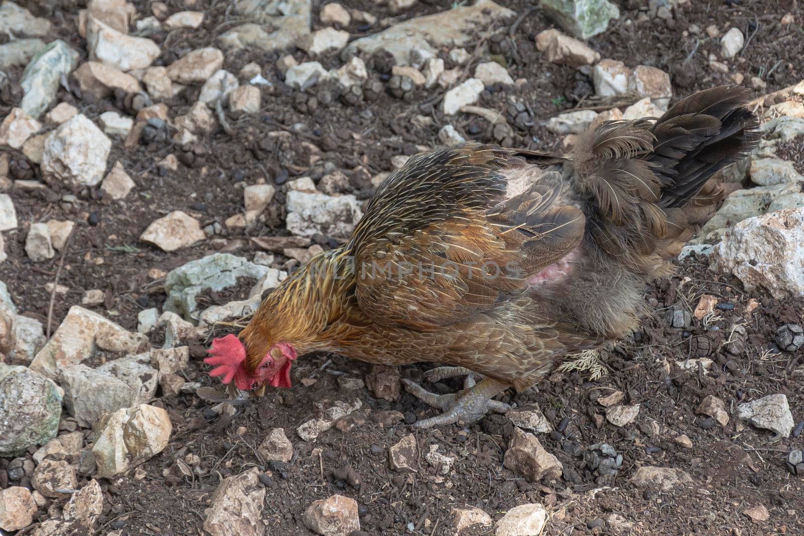 Wildlife. The chicken pecks for food on rocky soil. Stock photography