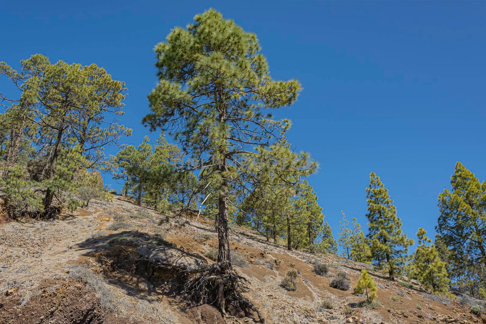 Mountain landscape. Green pines on the mountainside. Stock photography