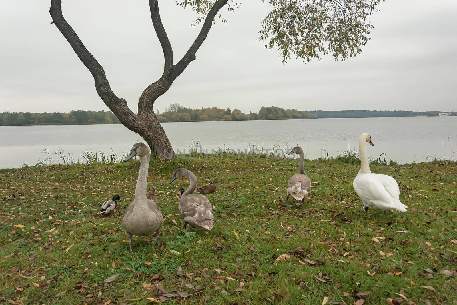 Wildlife. A family of swans came to the shore of the reservoir. Stock photo