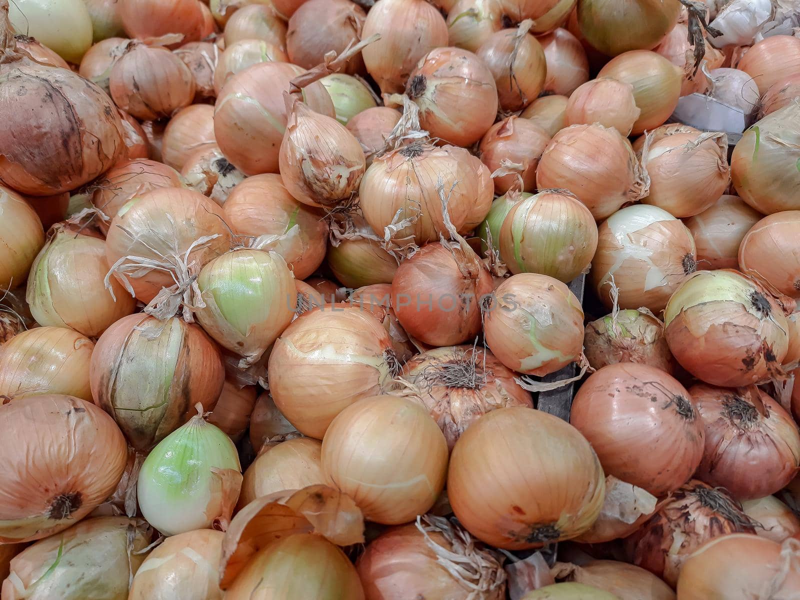 Harvest of onions. Close-up background image. Stock photo