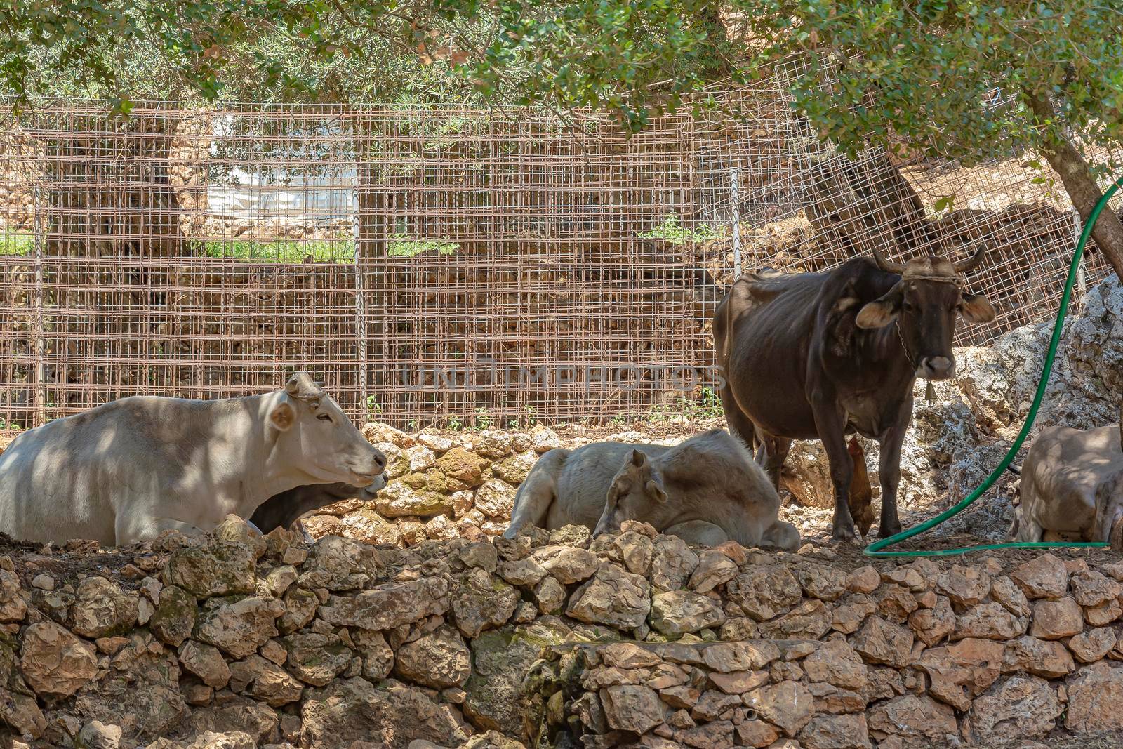 A herd of cows is resting in the shade of a tree. Color stock photo