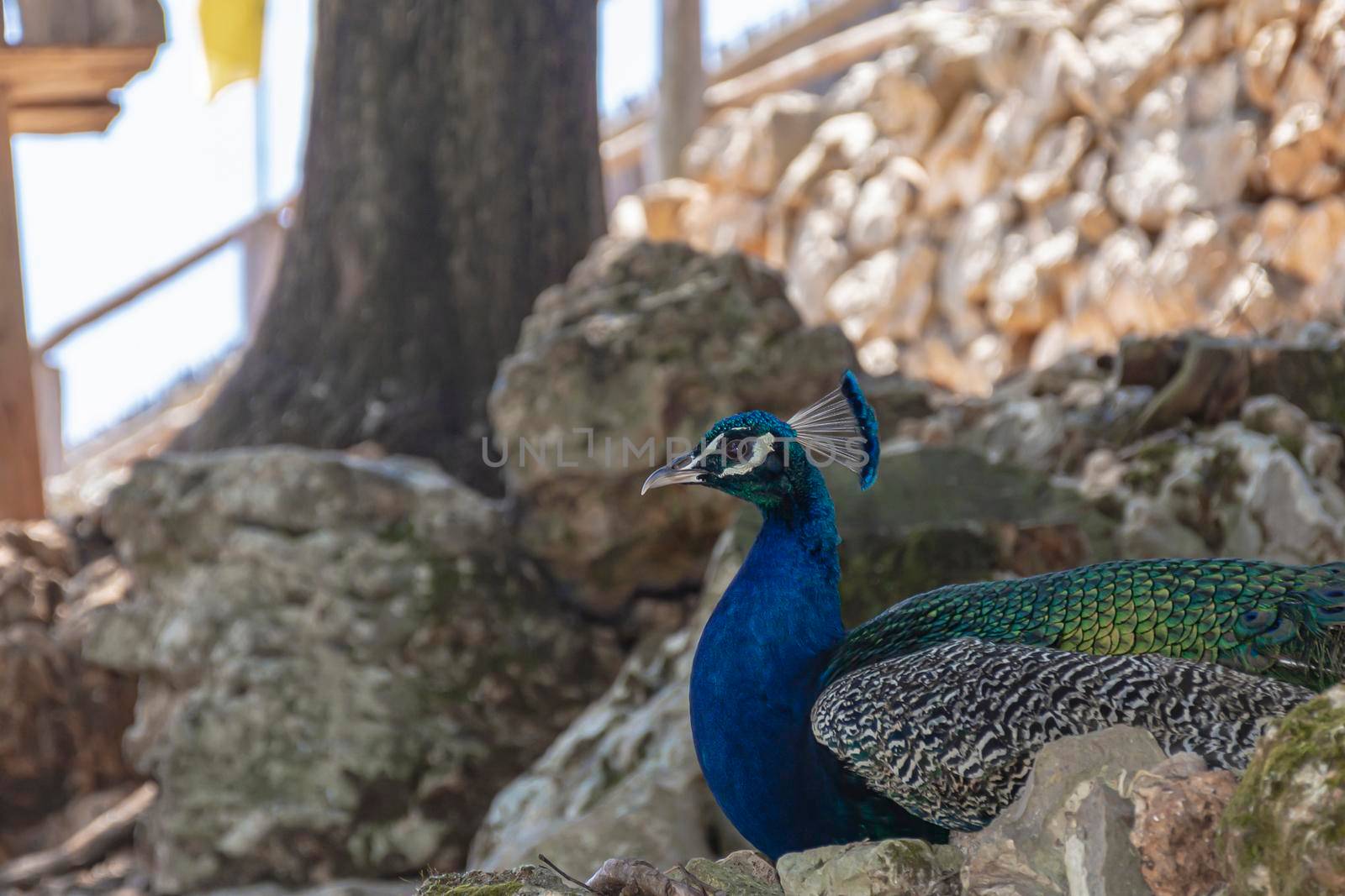 Animals. Peacock close-up, blurred background. Color stock photo