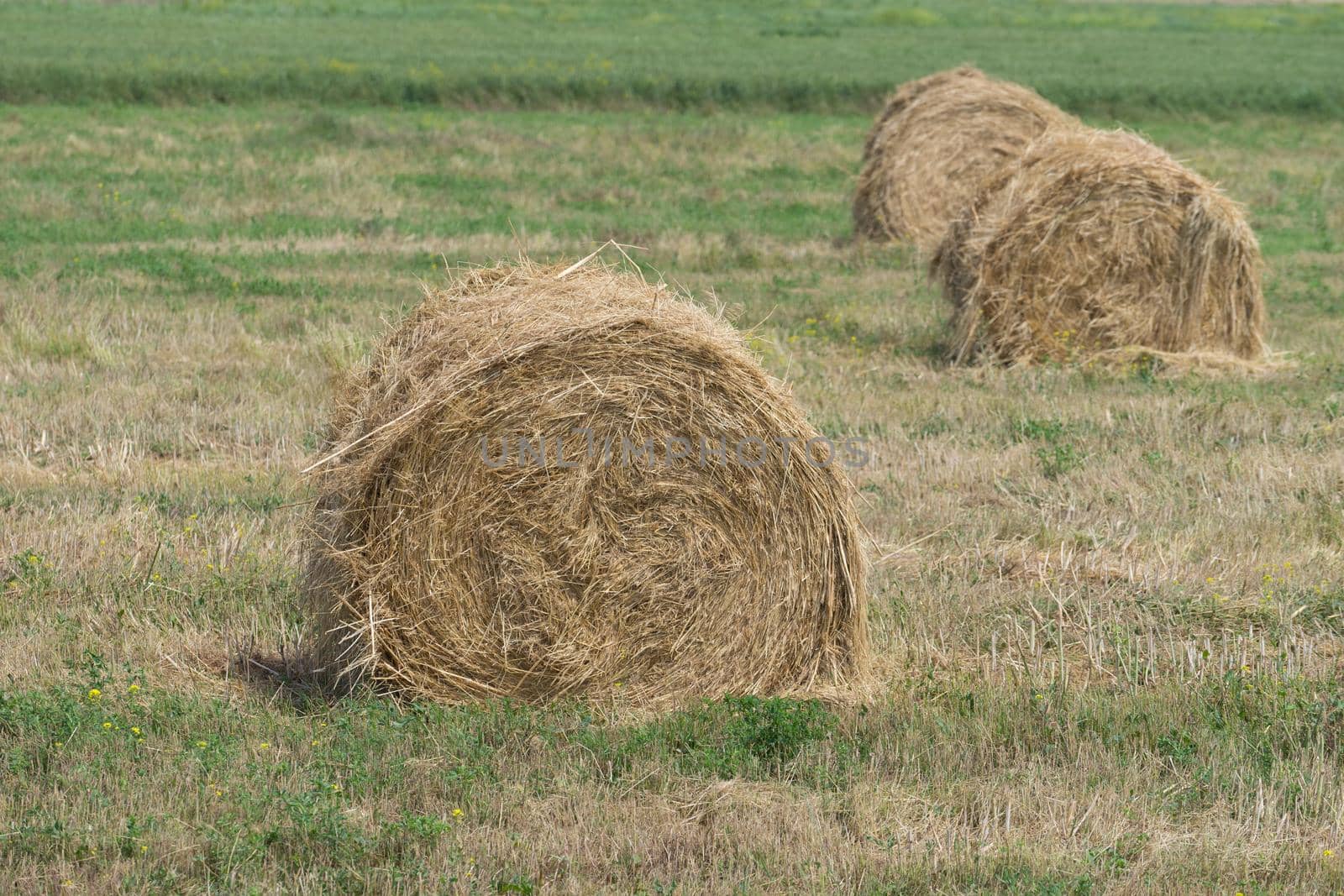 Natural landscape with large haystacks lying on the grass.