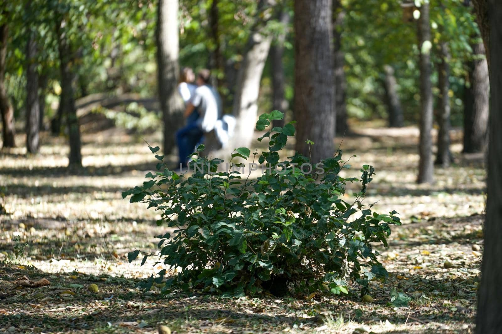 the green Bush in the Park on a background of trees and kissing young couple warm autumn