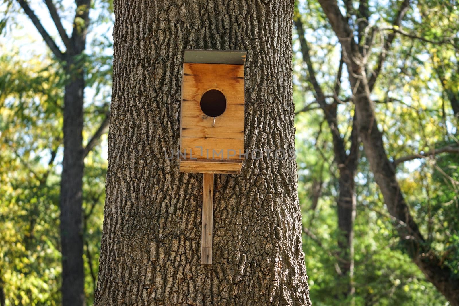 A birdhouse made of plywood on a thick tree trunk and natural background in Sunny day.