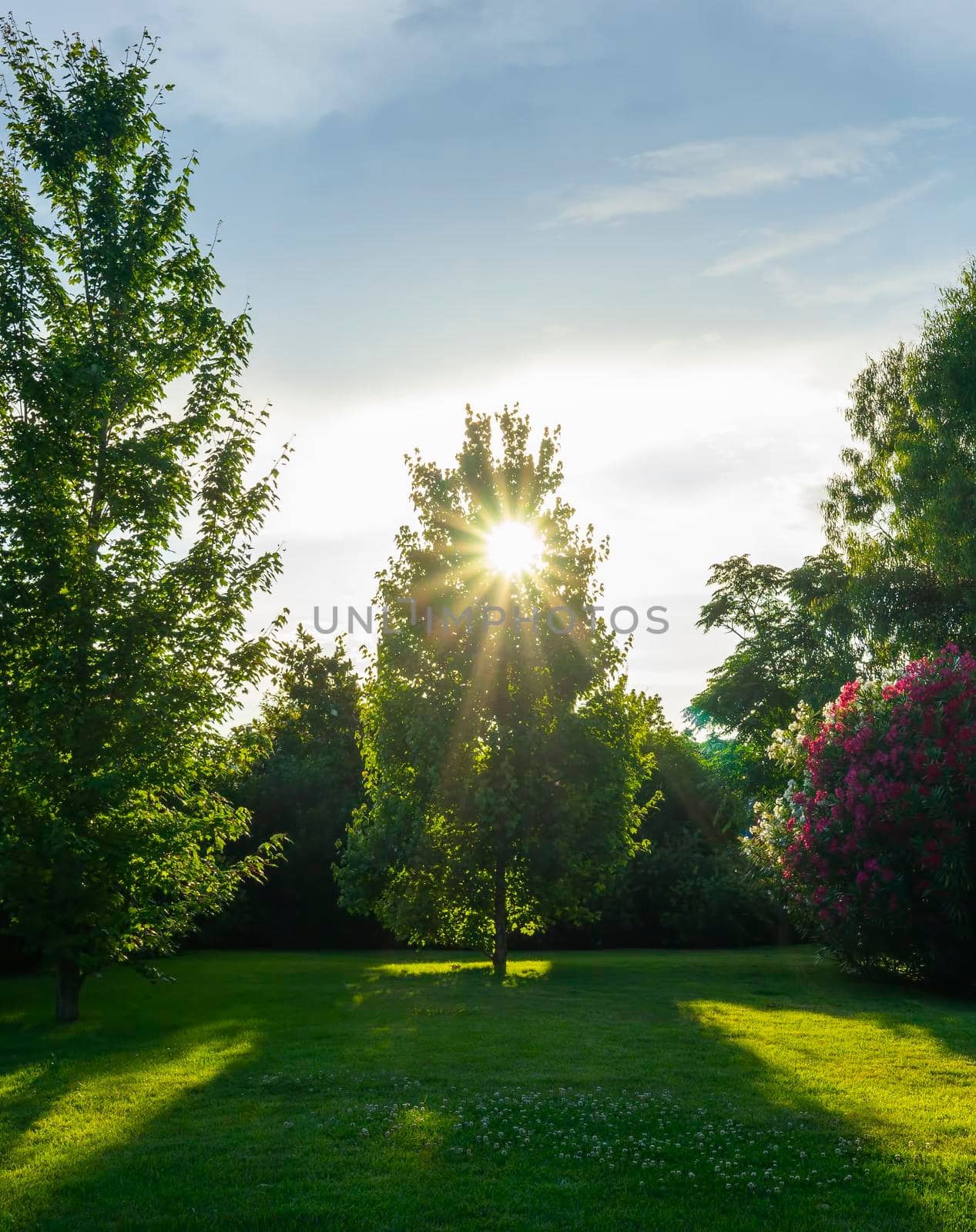 Natural background with a green lawn surrounded by trees and oleanders.