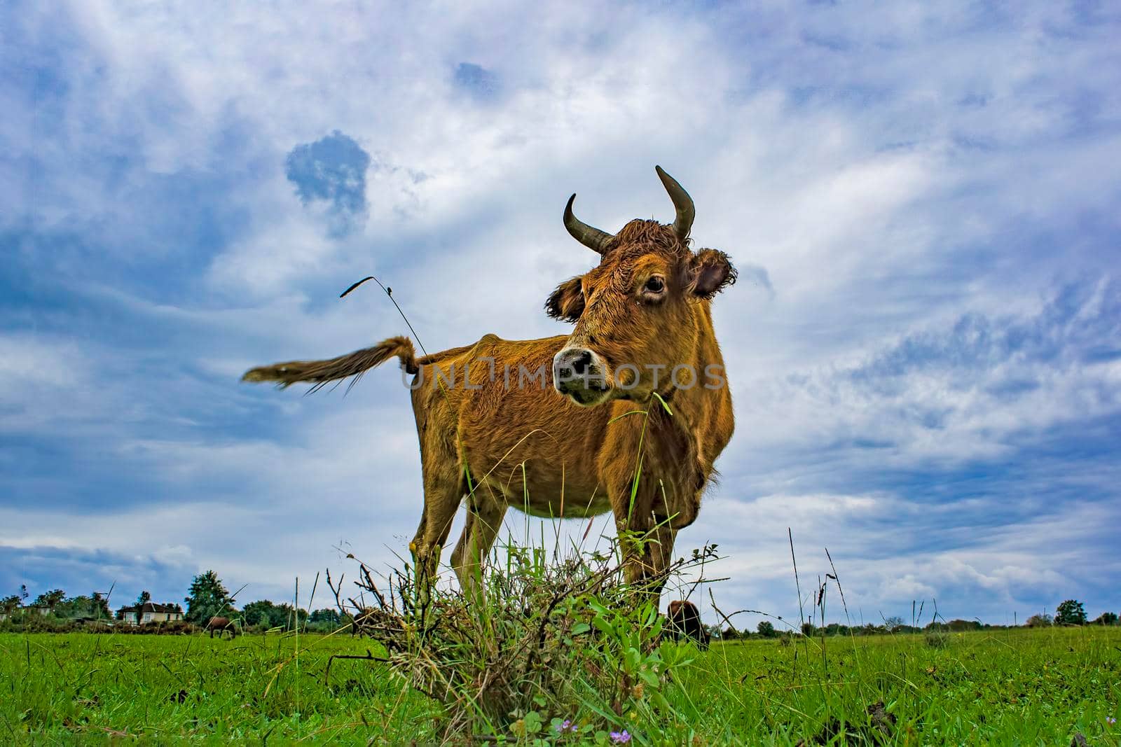 Red cow on the background of a green field and cloudy sky.