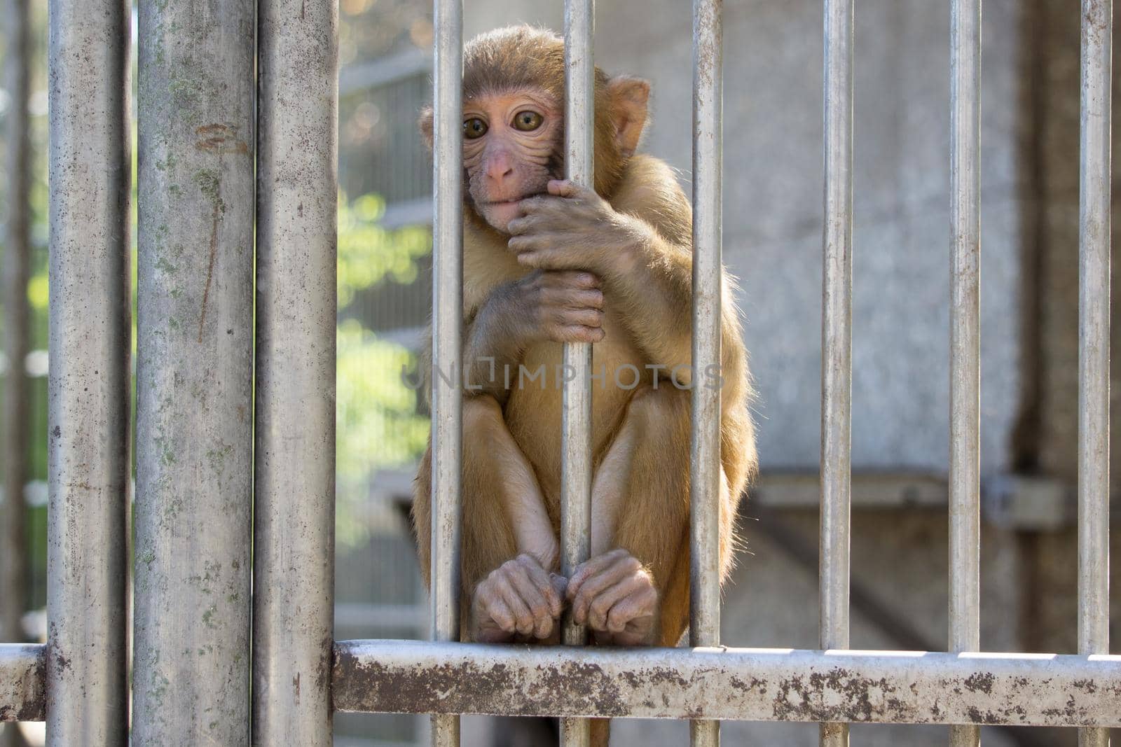 Portrait of a little monkey sitting in a cage in monkeys nursery. Sukhumi, Abkhazia,