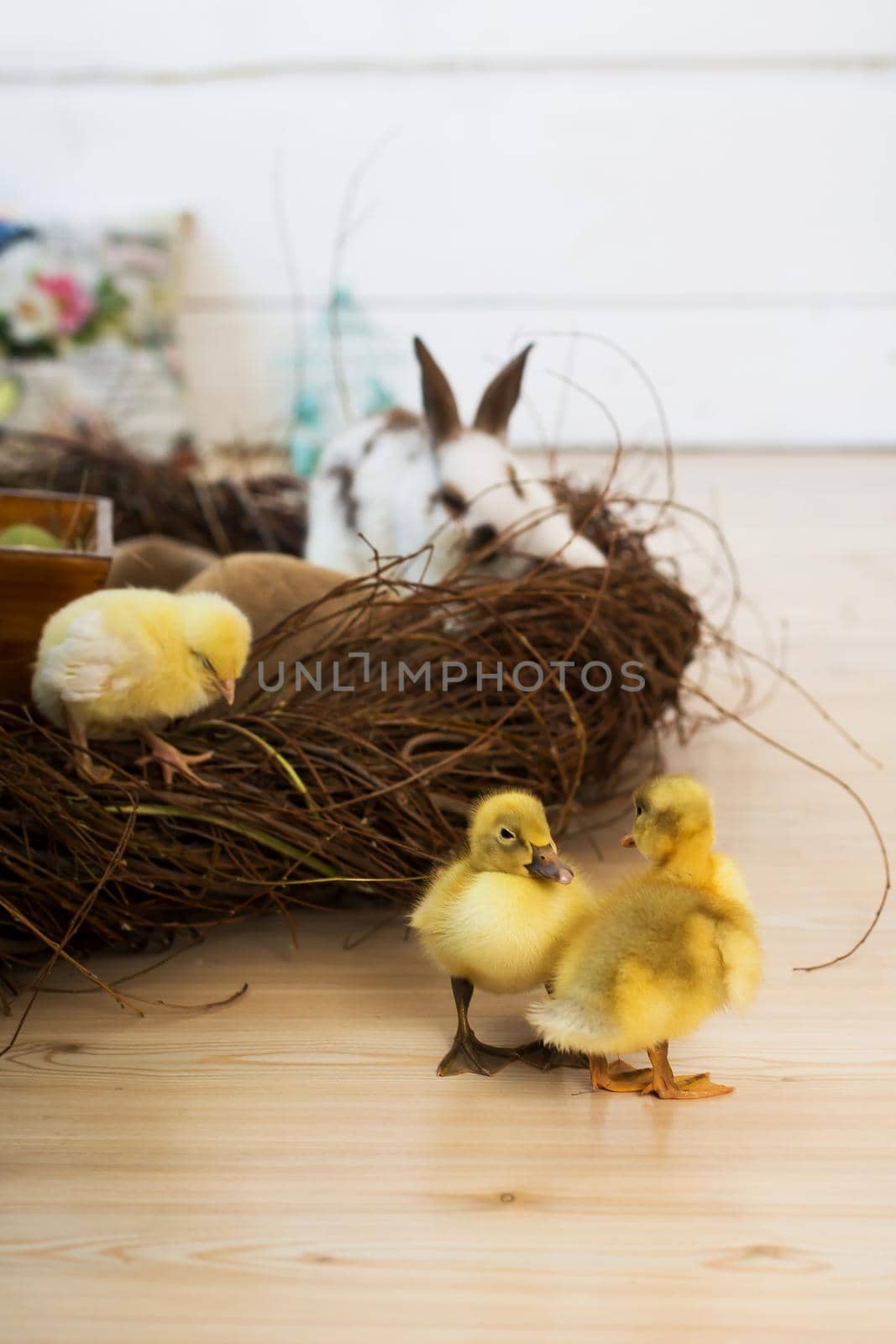 Cute little yellow ducklings walking next to wicker nest. Easter interior decoration.