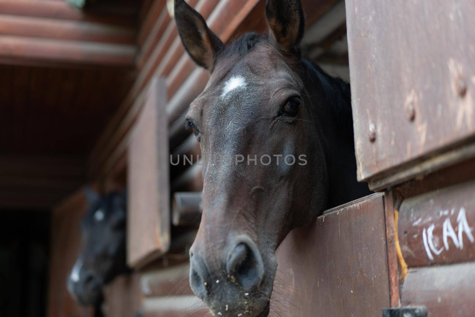 Two horse Looks through window wooden door stable waiting for ride regular morning training