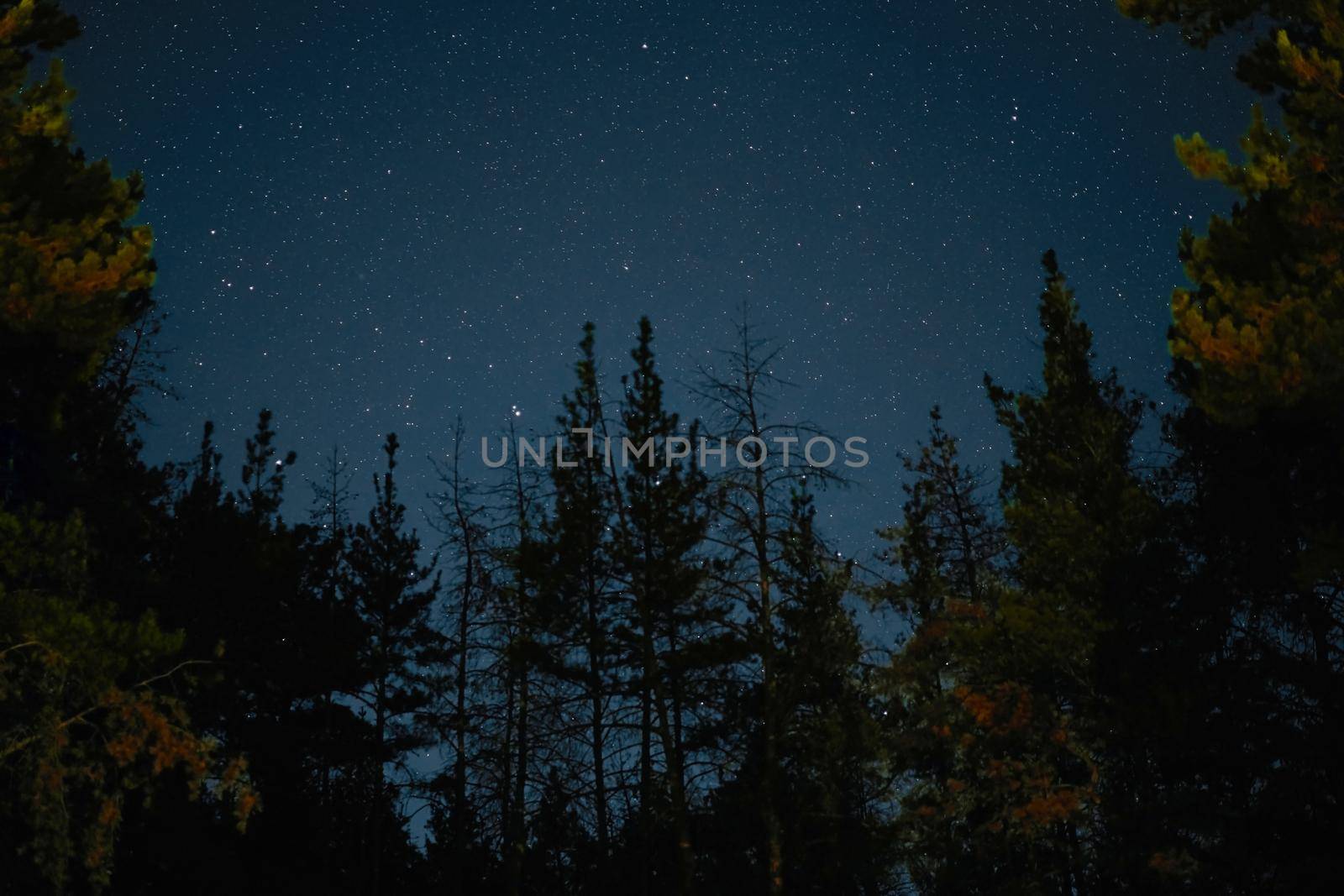 Milky Way rises over the pine trees on a foreground Star night over woodland background