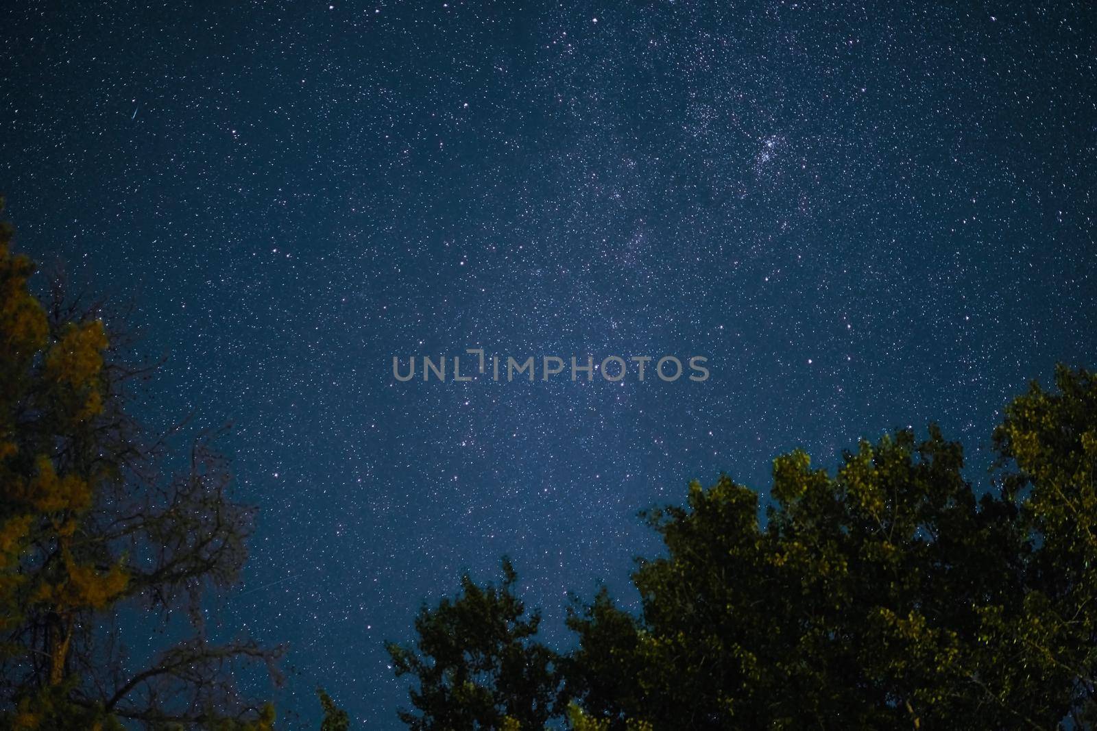 Milky Way rises over the pine trees on a foreground Star night over woodland background