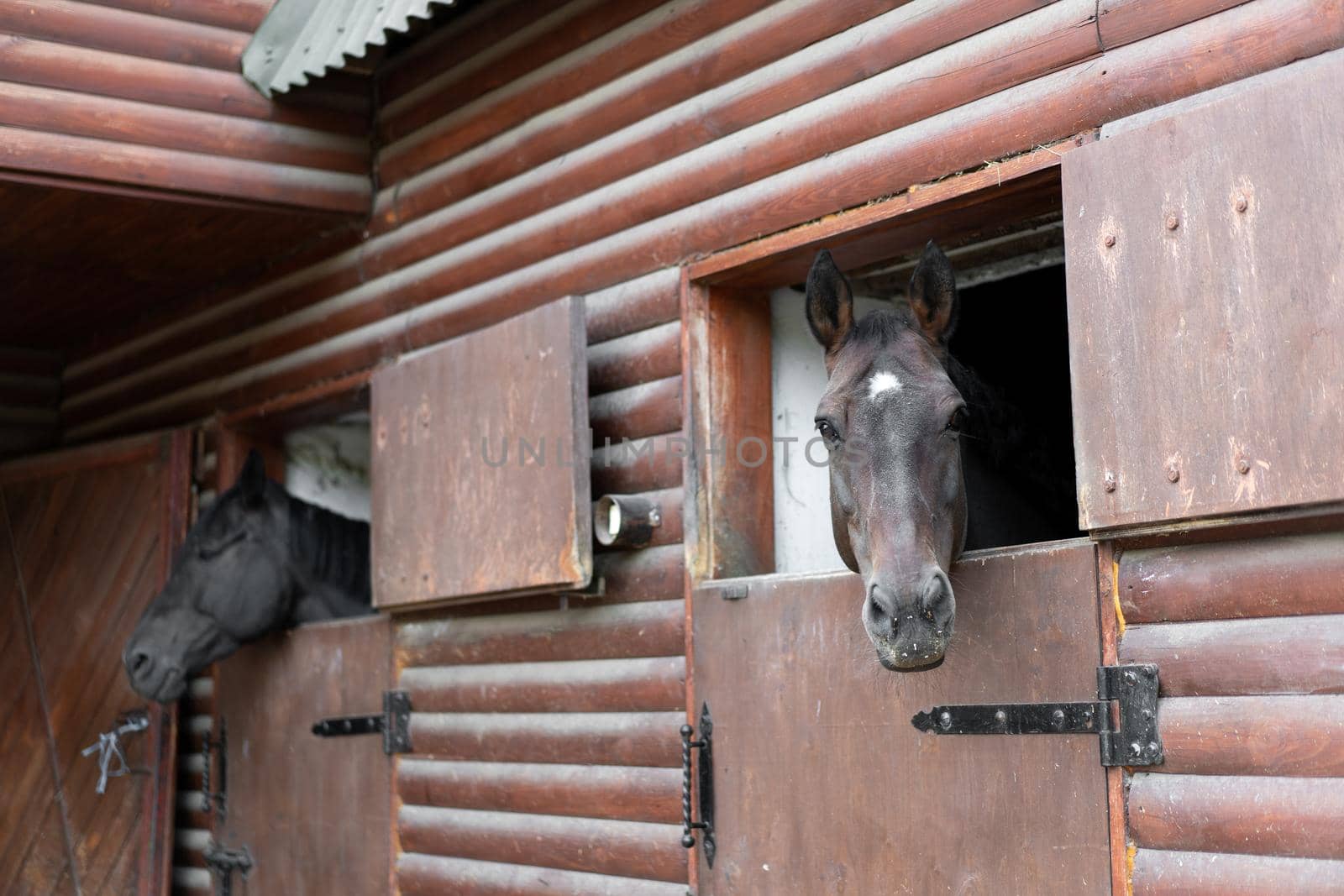 Two horse Looks through window wooden door stable waiting for ride regular morning training