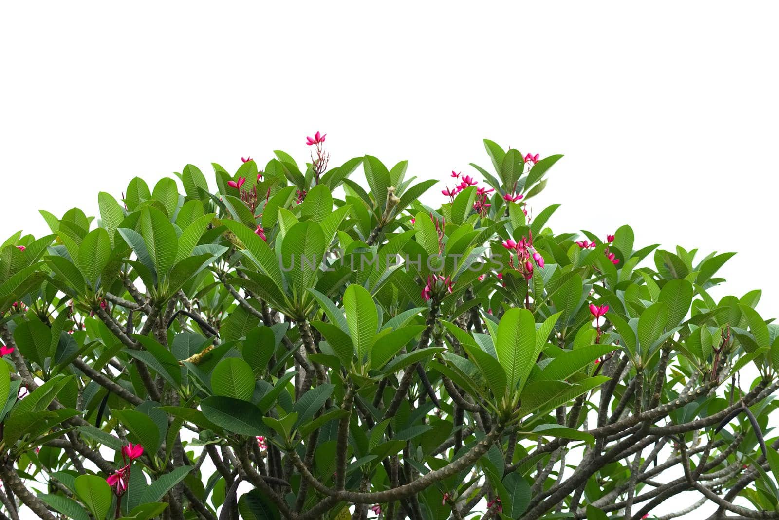 Pink Plumeria isolated on white background, Frangipani flowers