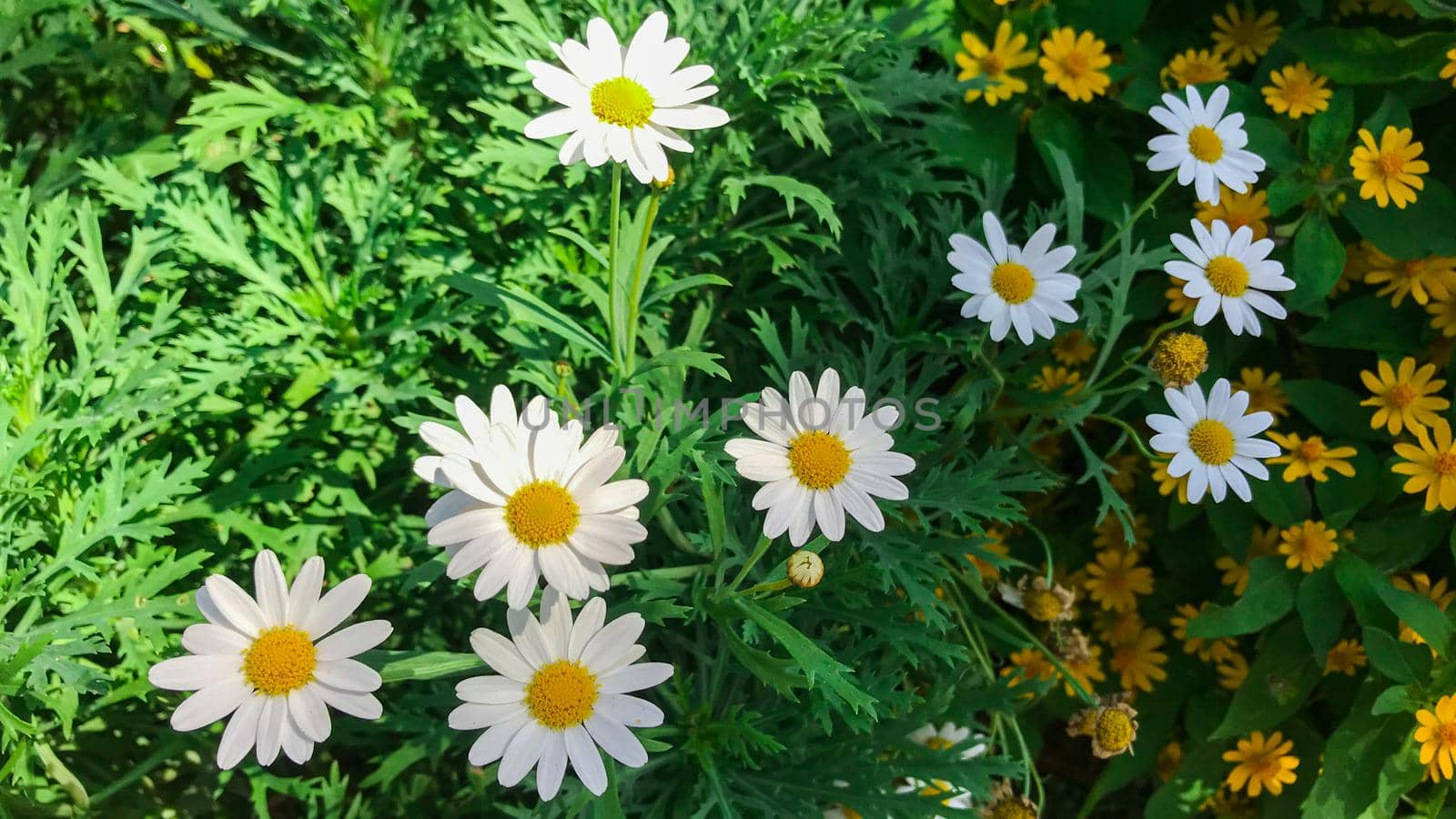 White Argyranthemum frutescens or Paris daisy marguerite