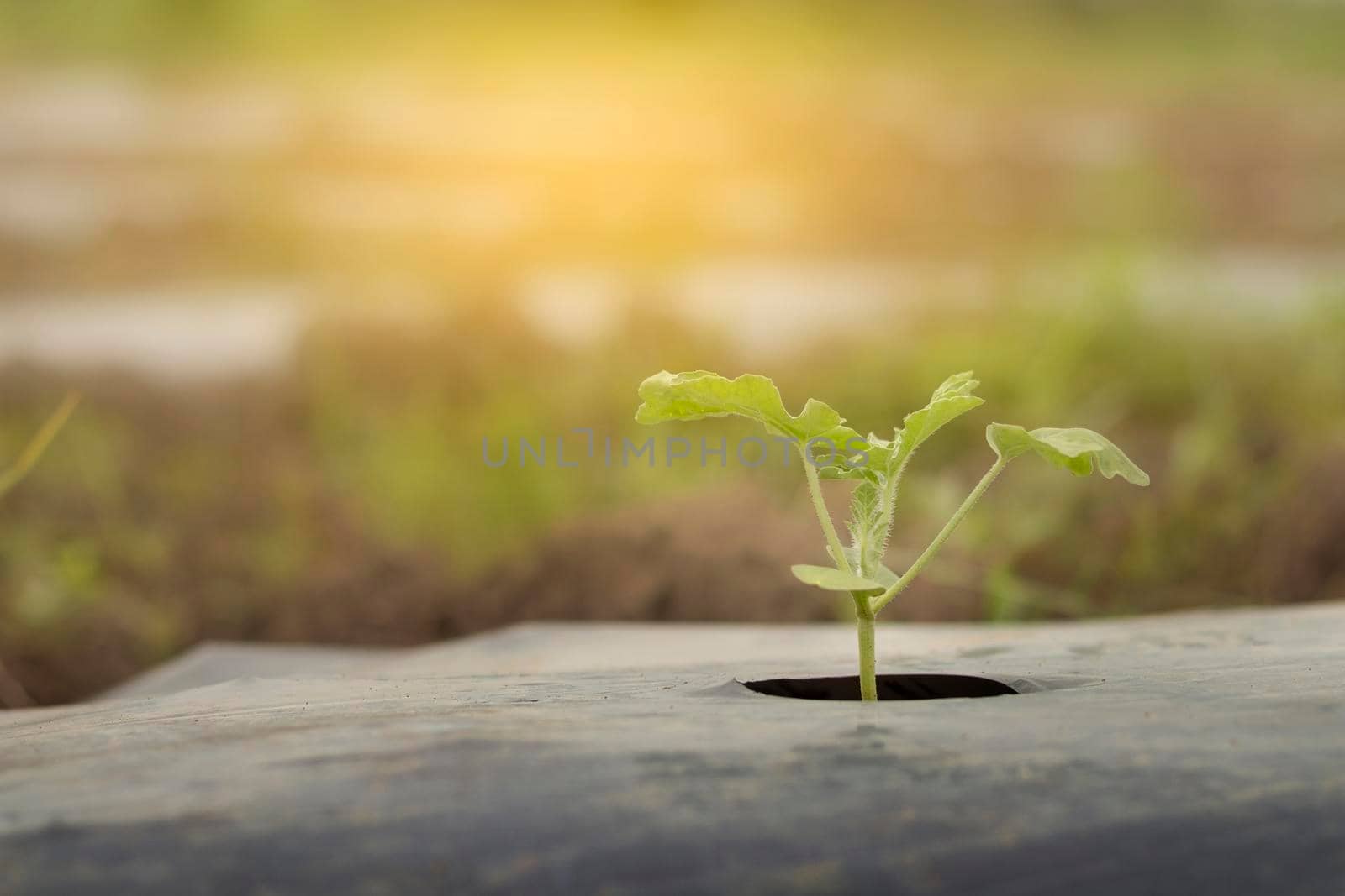 Small watermelon tree growing in garden. Small plants growing and background blurred.