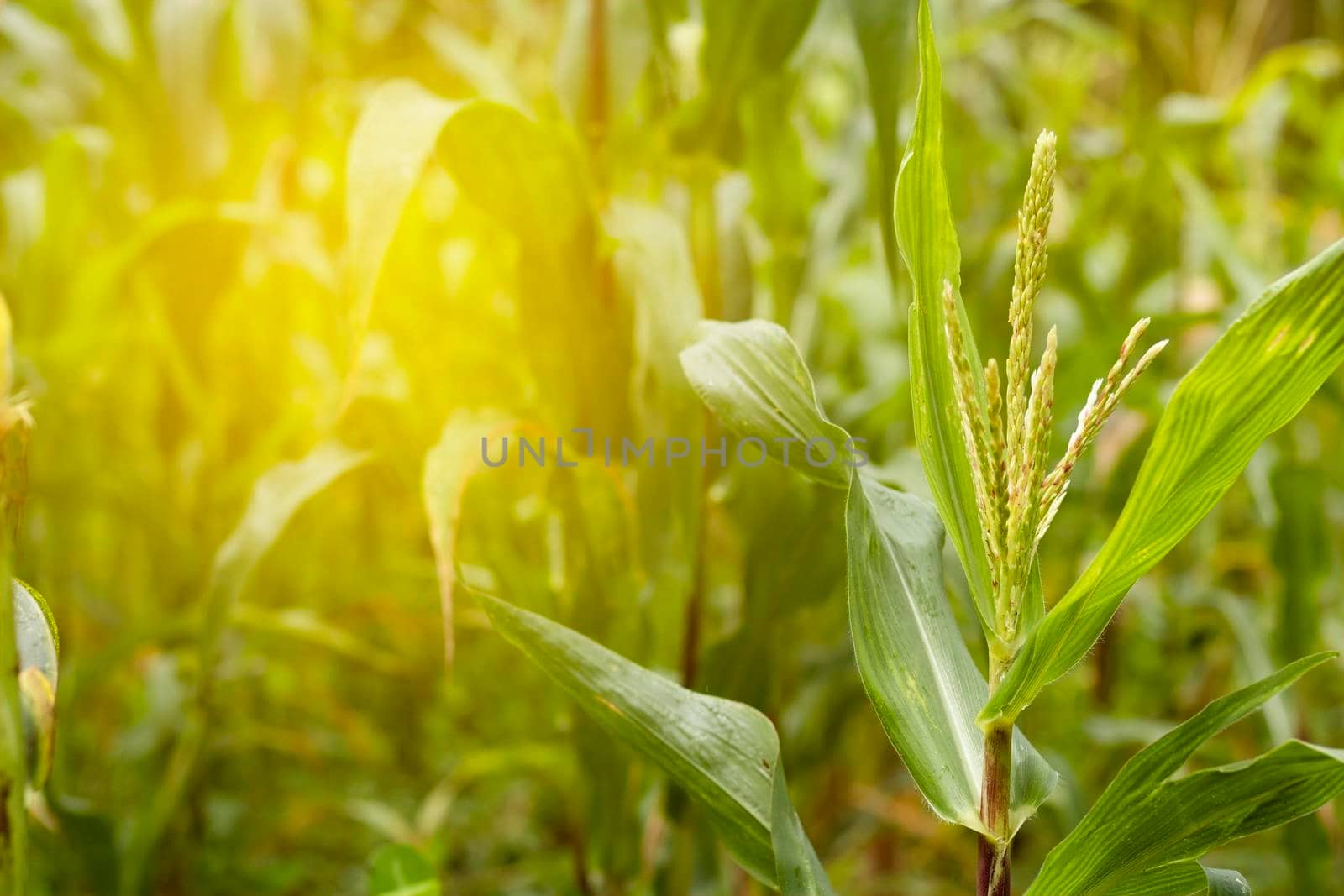 Corn flowers in garden. Young corn field at agriculture farm.