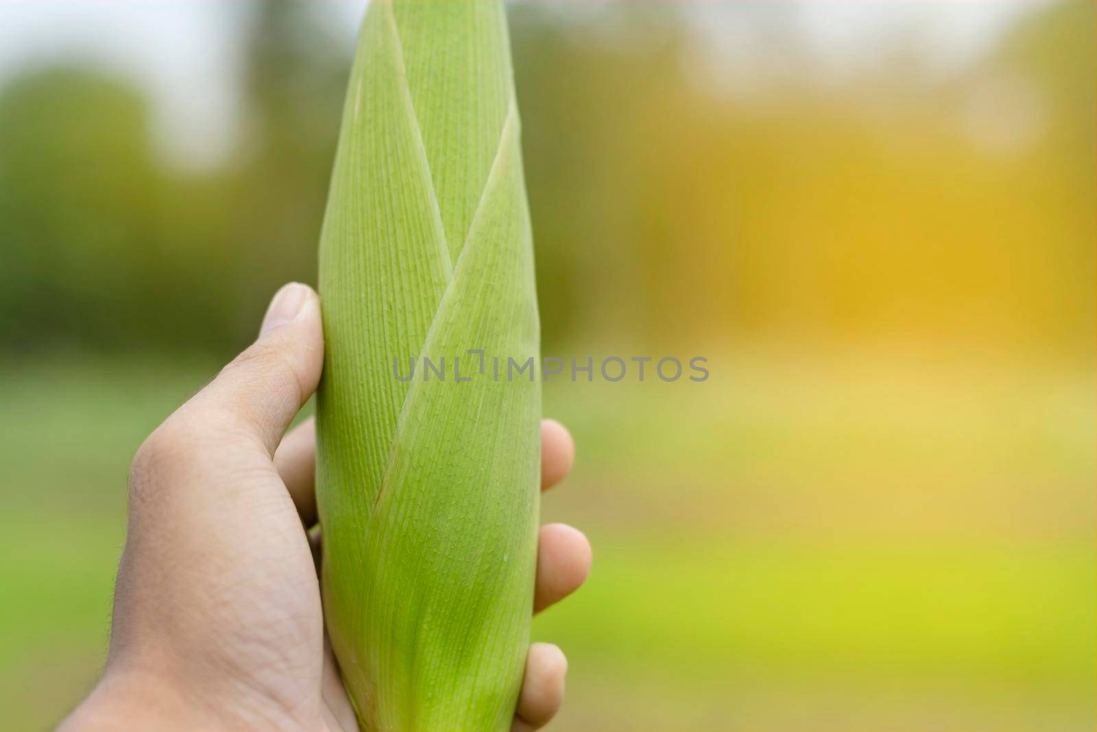 Men hand holding corn with corn garden background.