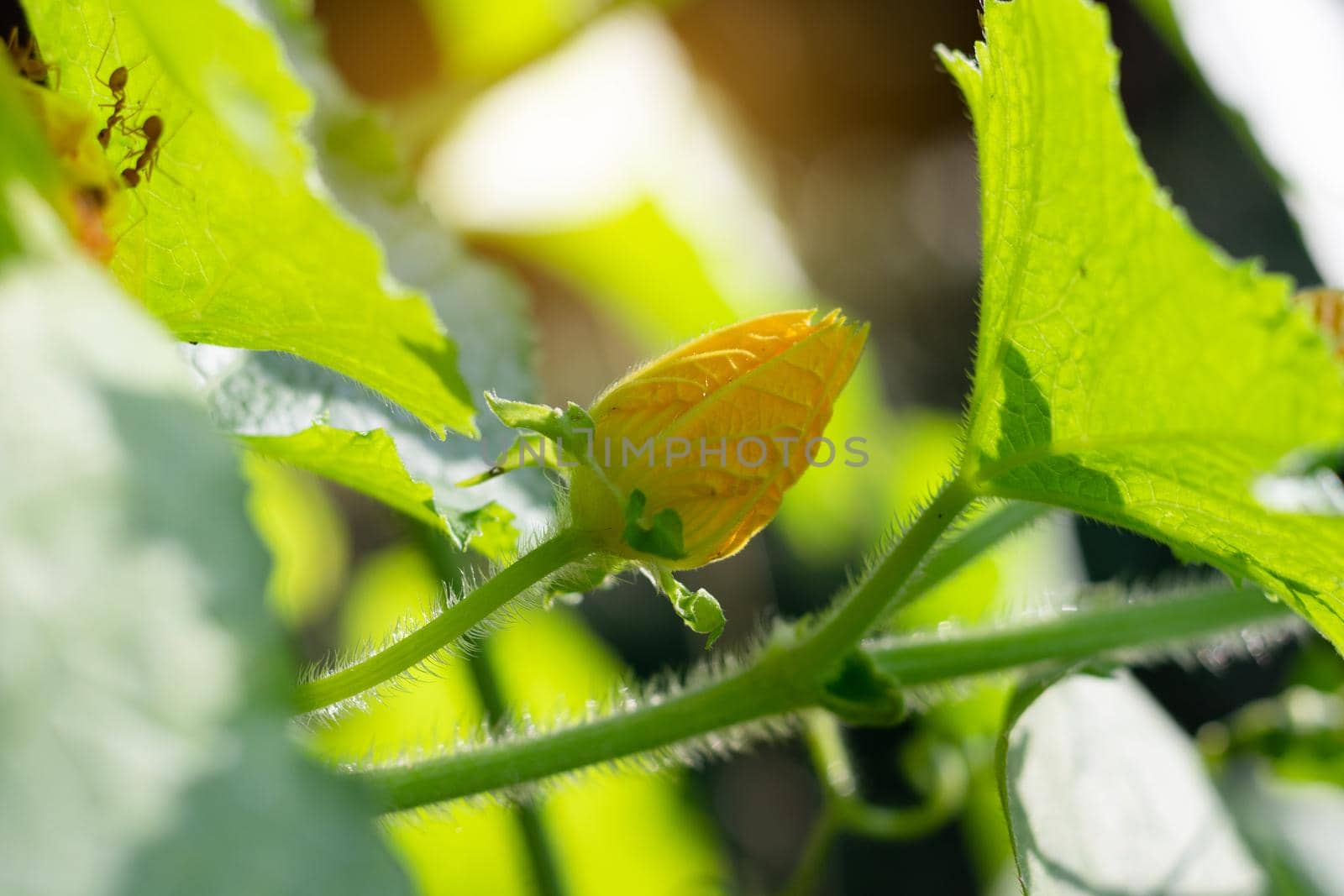 Female pumpkin flower on nature background by green leaves.