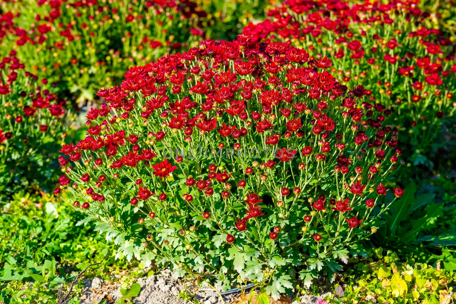 Small buds are red in summer in bright sunshine.