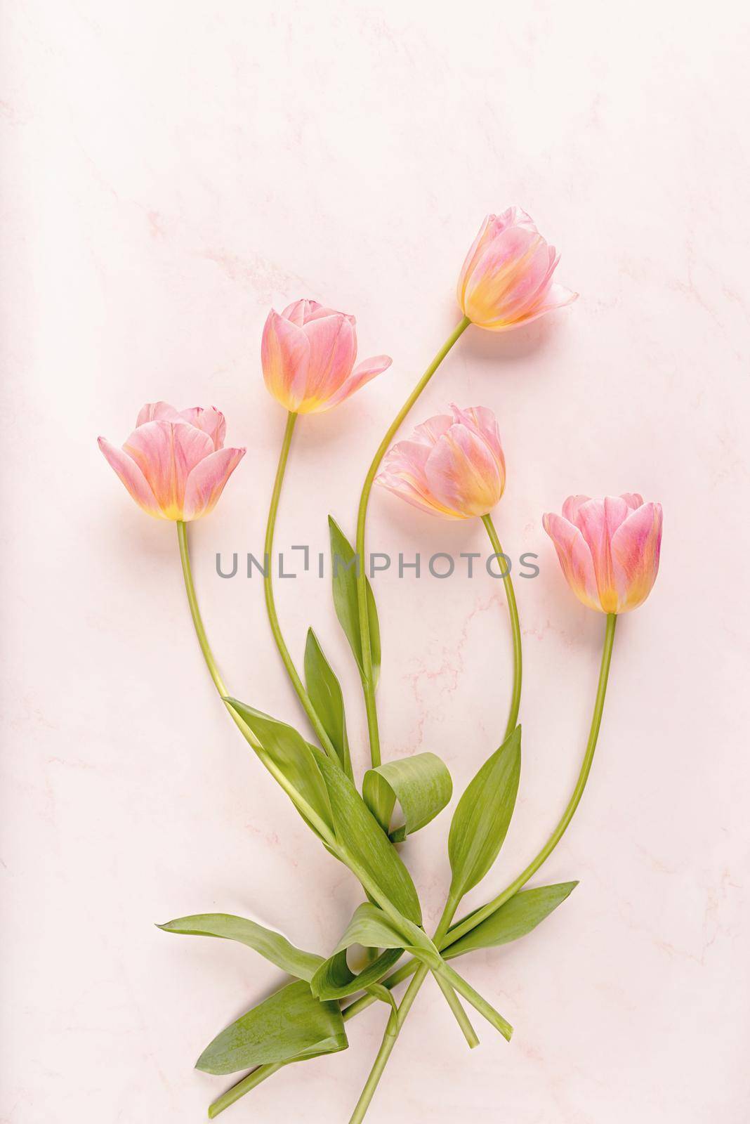 Pink and yellow tulips top view on marble background