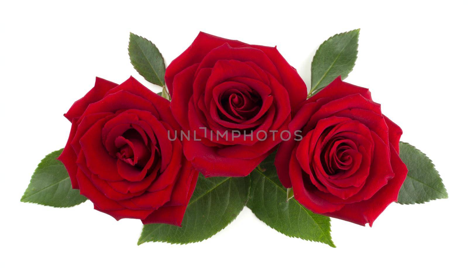 Red rose flowers and leaves arrangement isolated on white background, top view, design element for Valentines day