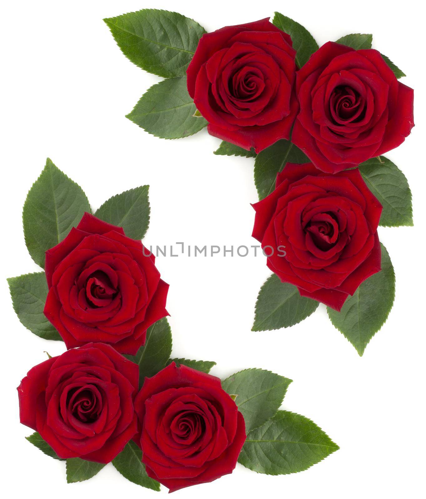 Red rose flowers corner design on white by destillat