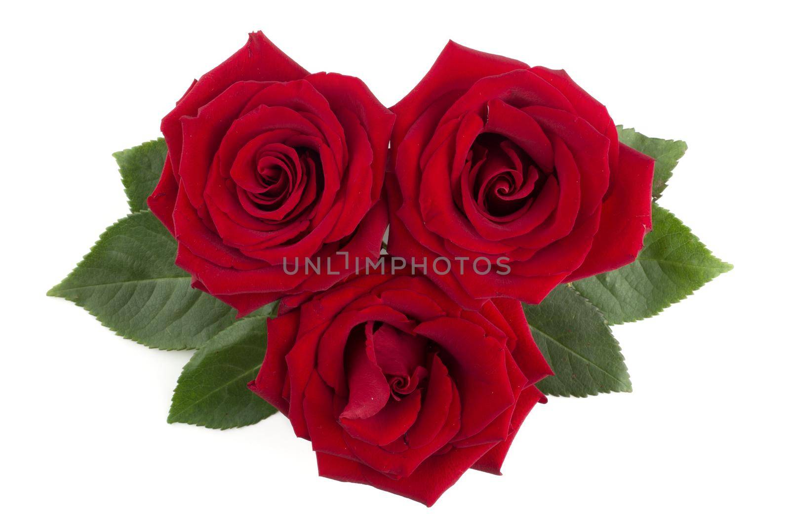 Red rose flowers and leaves arrangement isolated on white background, top view, design element for Valentines day