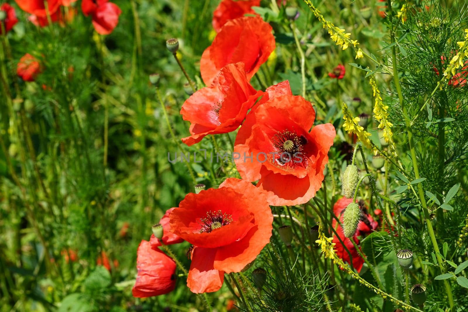 blooming flowers of red poppy on background of bright green grass in the field
