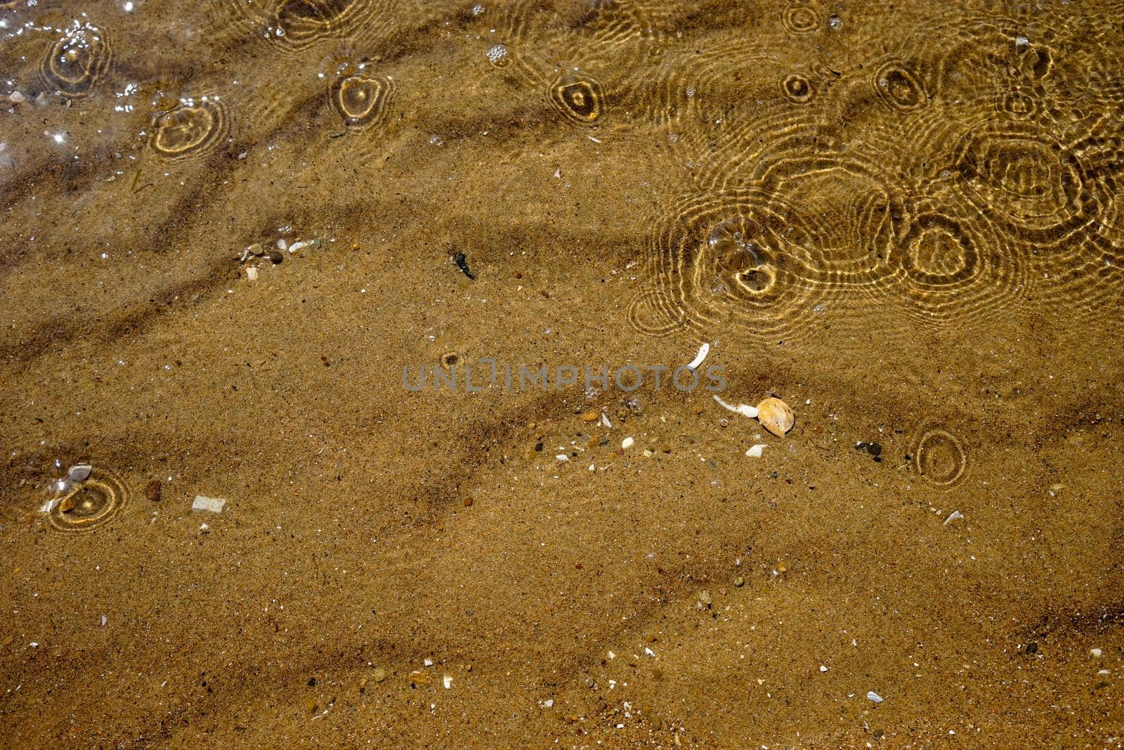 Sea summer vacation background.Seashells on sand.