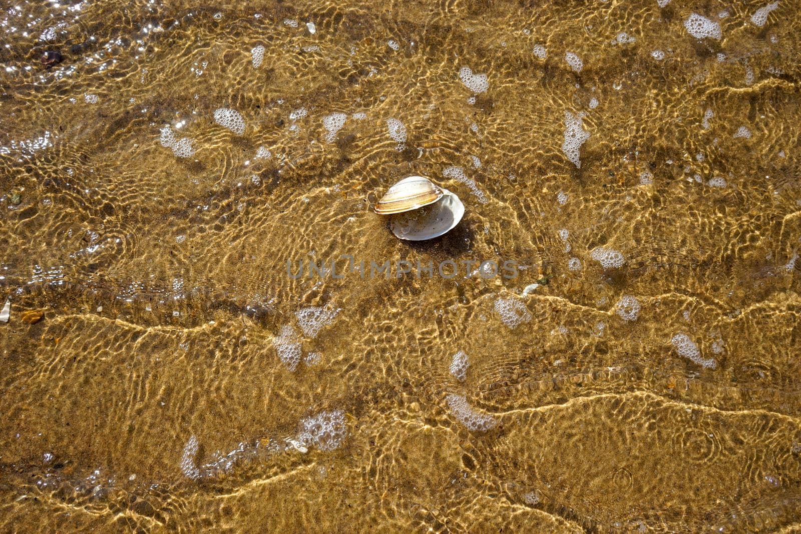 Sea summer vacation background.Seashells on sand.