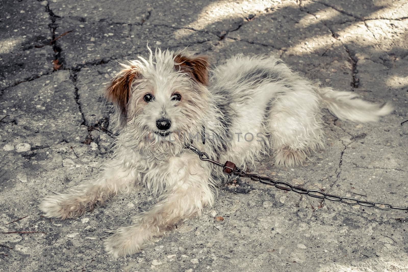 He lies on a concrete walkway and looks into the camera.