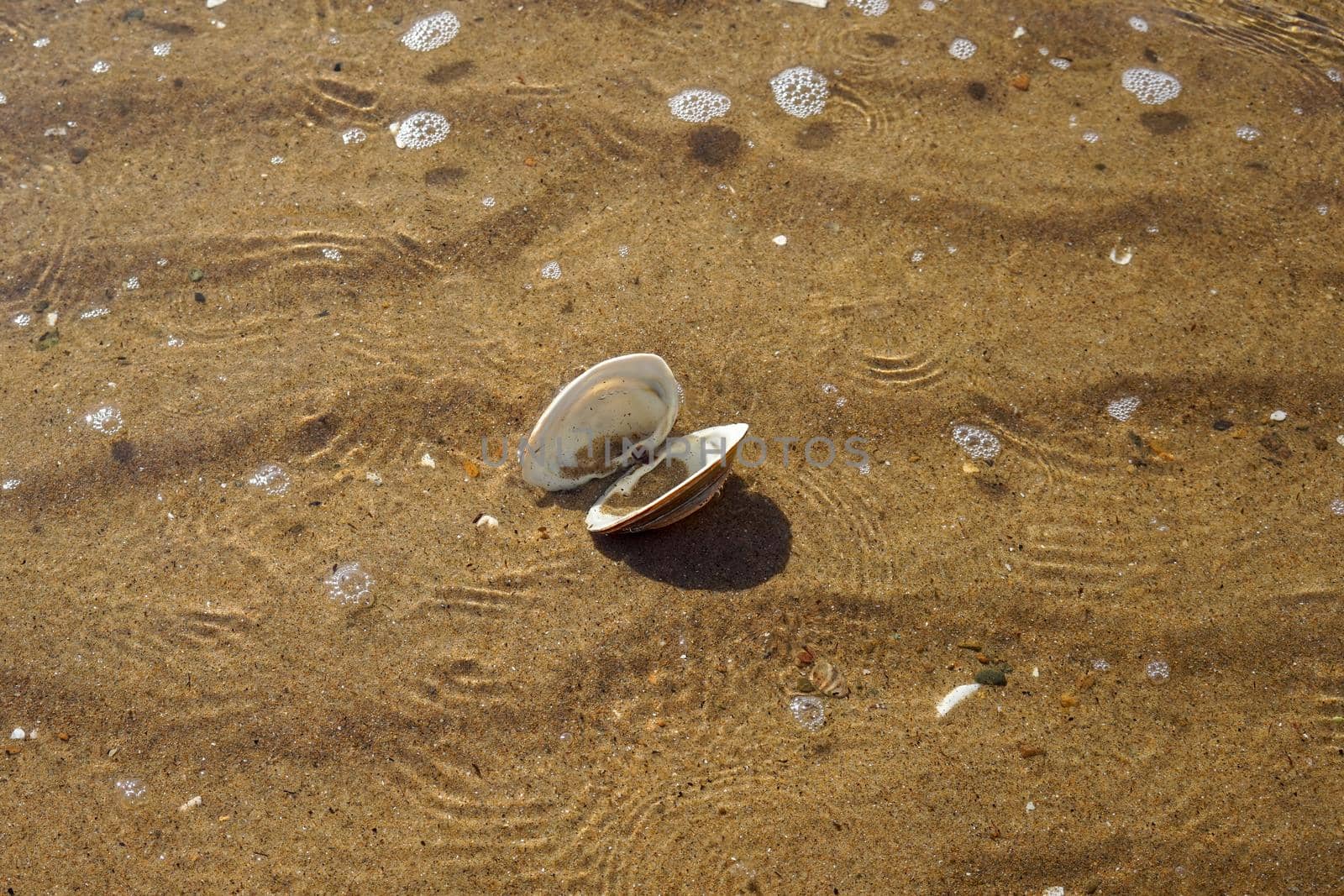 Sea summer vacation background.Seashells on sand.