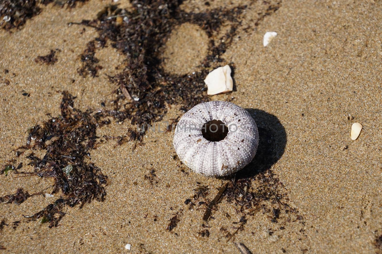 Skeleton of a sea urchin on the background of sand and algae