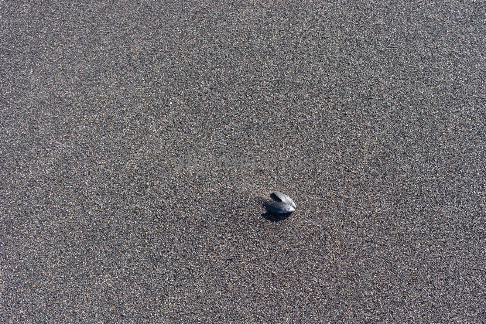 Natural background of black volcanic sand and mollusk shells.