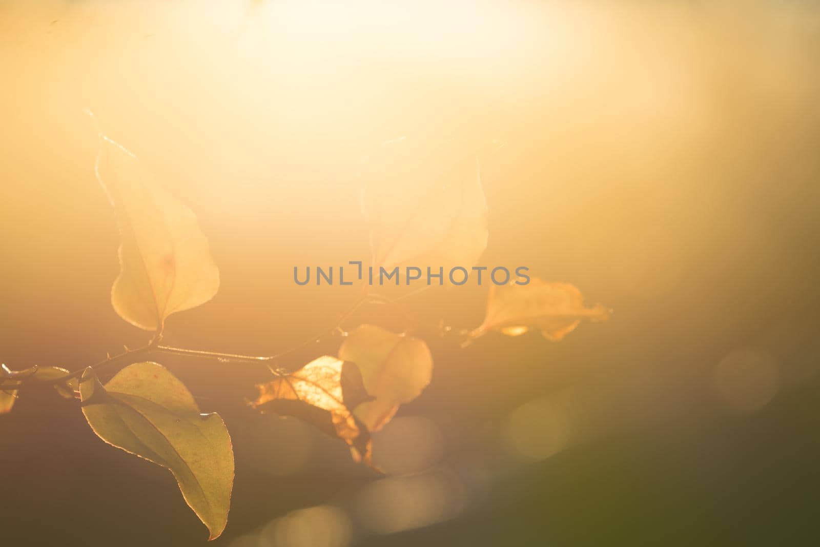 a branch of the climbing plant against strong back light on blurred background