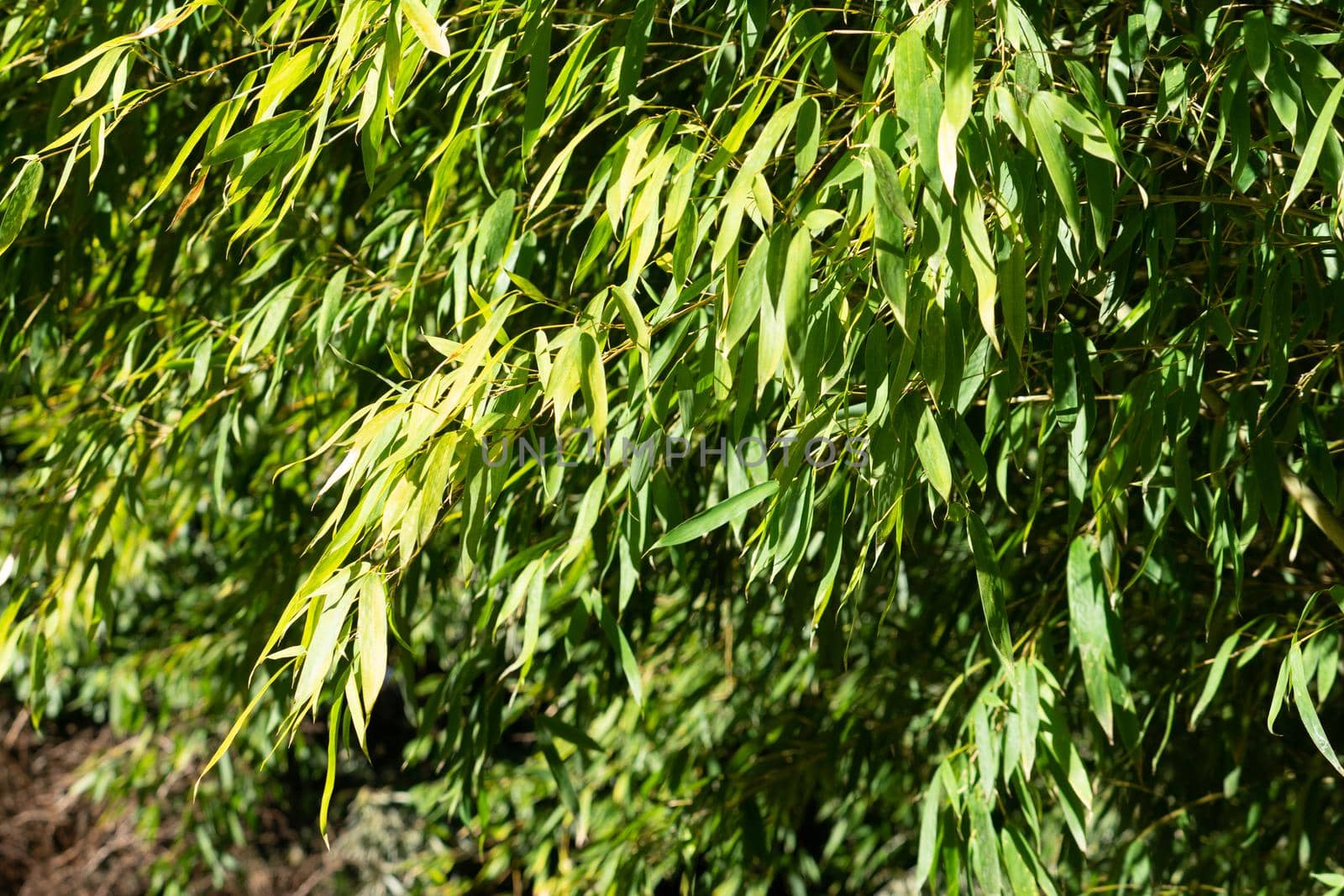 Natural green background with bamboo leaves.