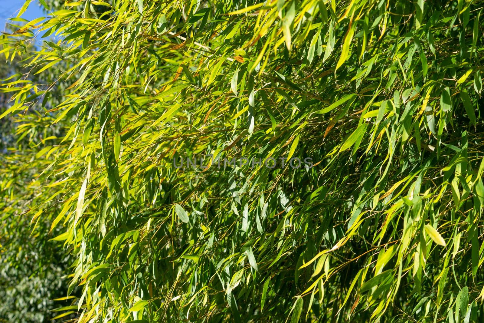 Natural green background with bamboo leaves.