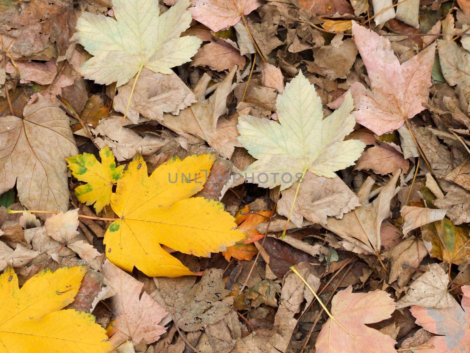 Dry maple leaves in autumn close-up.Texture or background