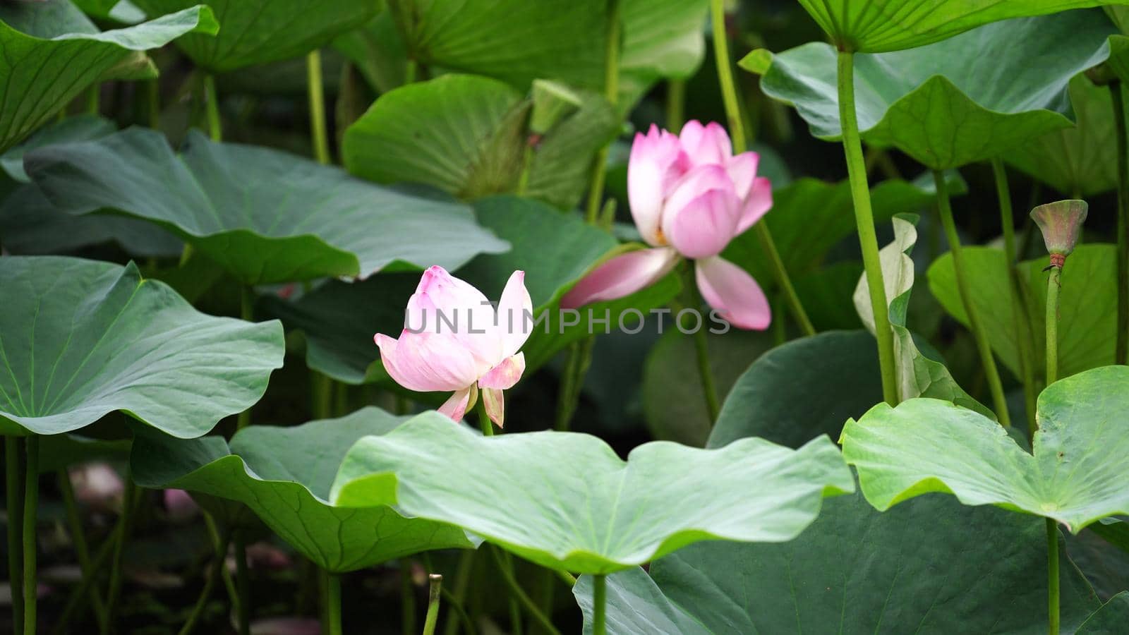 Natural background with Lotus flowers on the background of leaves.