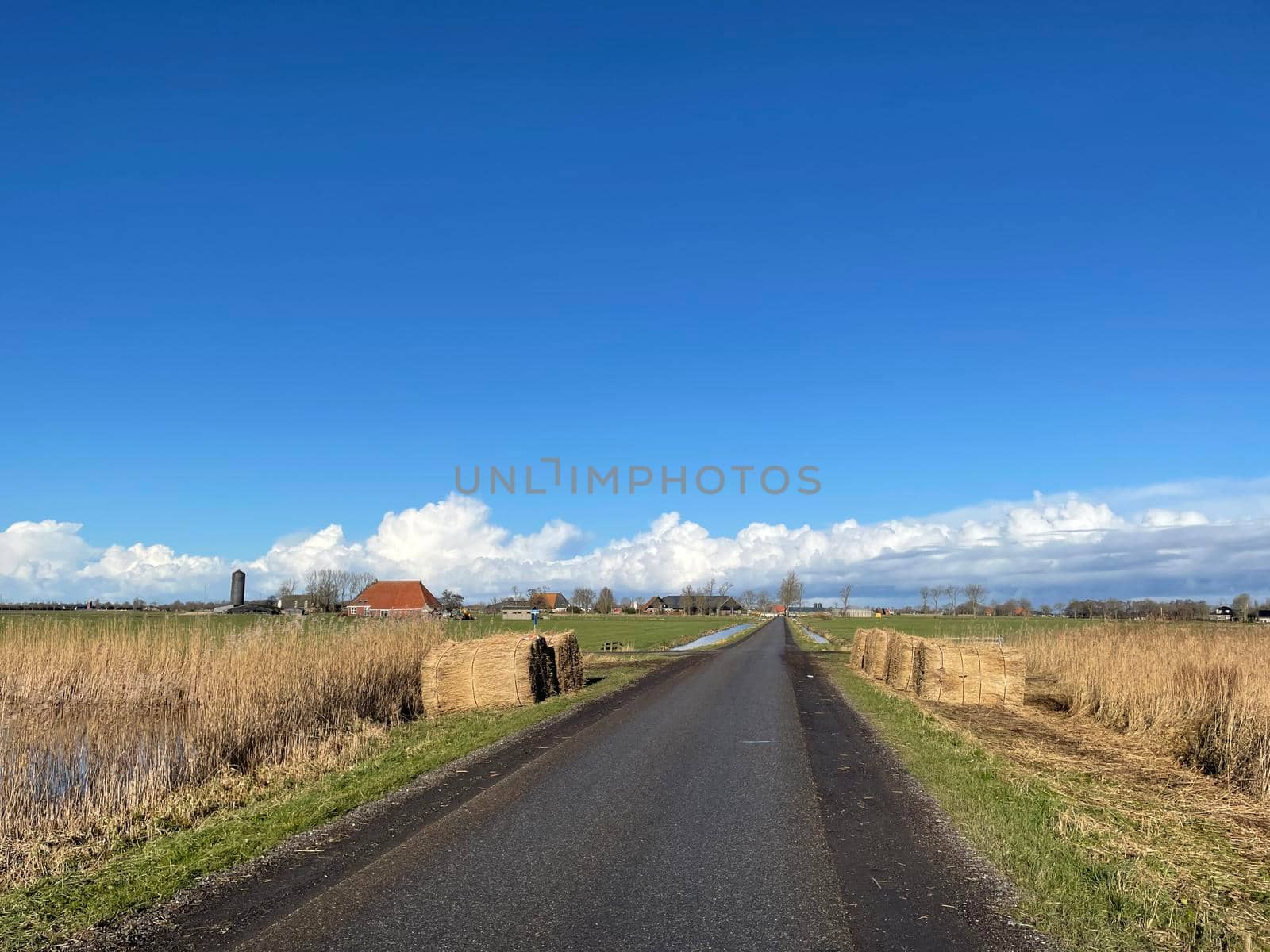 Reed next to the road around Nes in Friesland The Netherlands