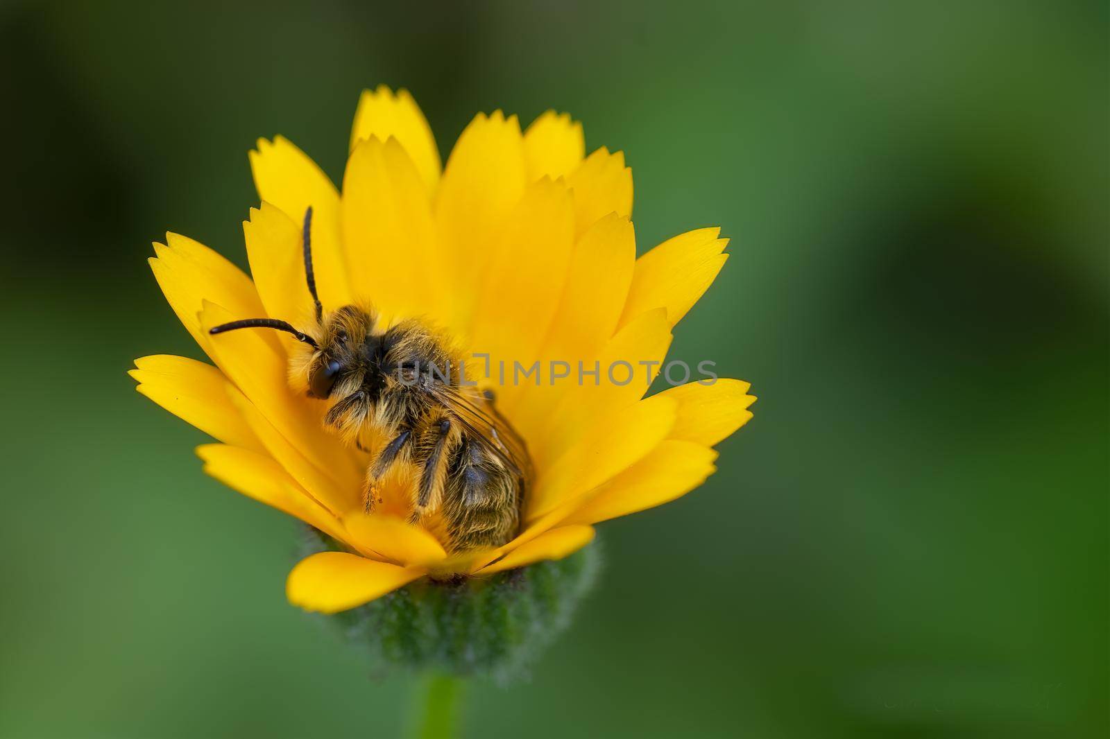 bee on a yellow flower sleeping early in the morning