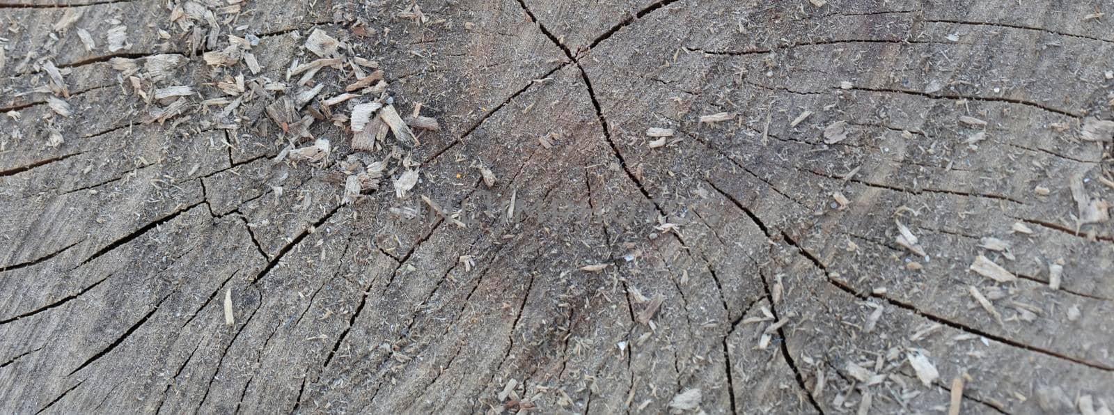 Wooden texture of an old tree with crevices.