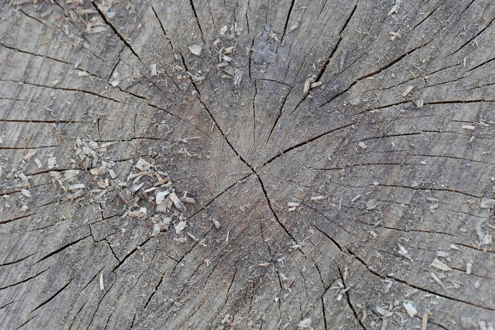 The texture of an old cut stump with clefts.