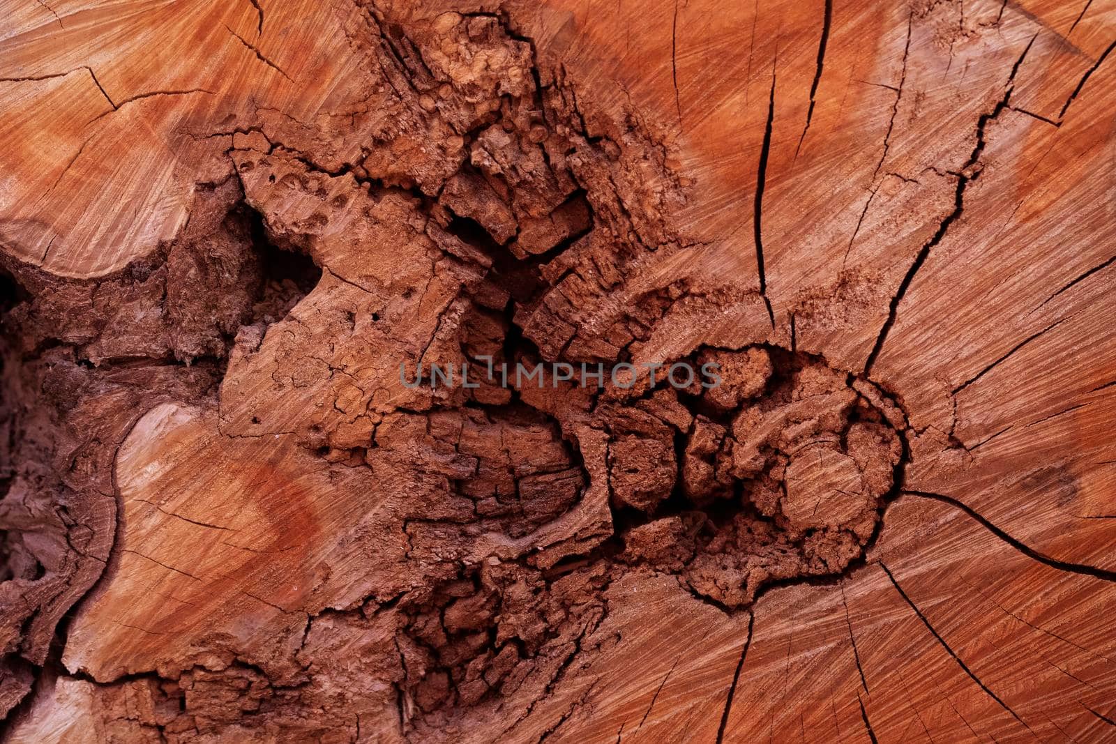 The woody texture of an old stump with splits and crevices.