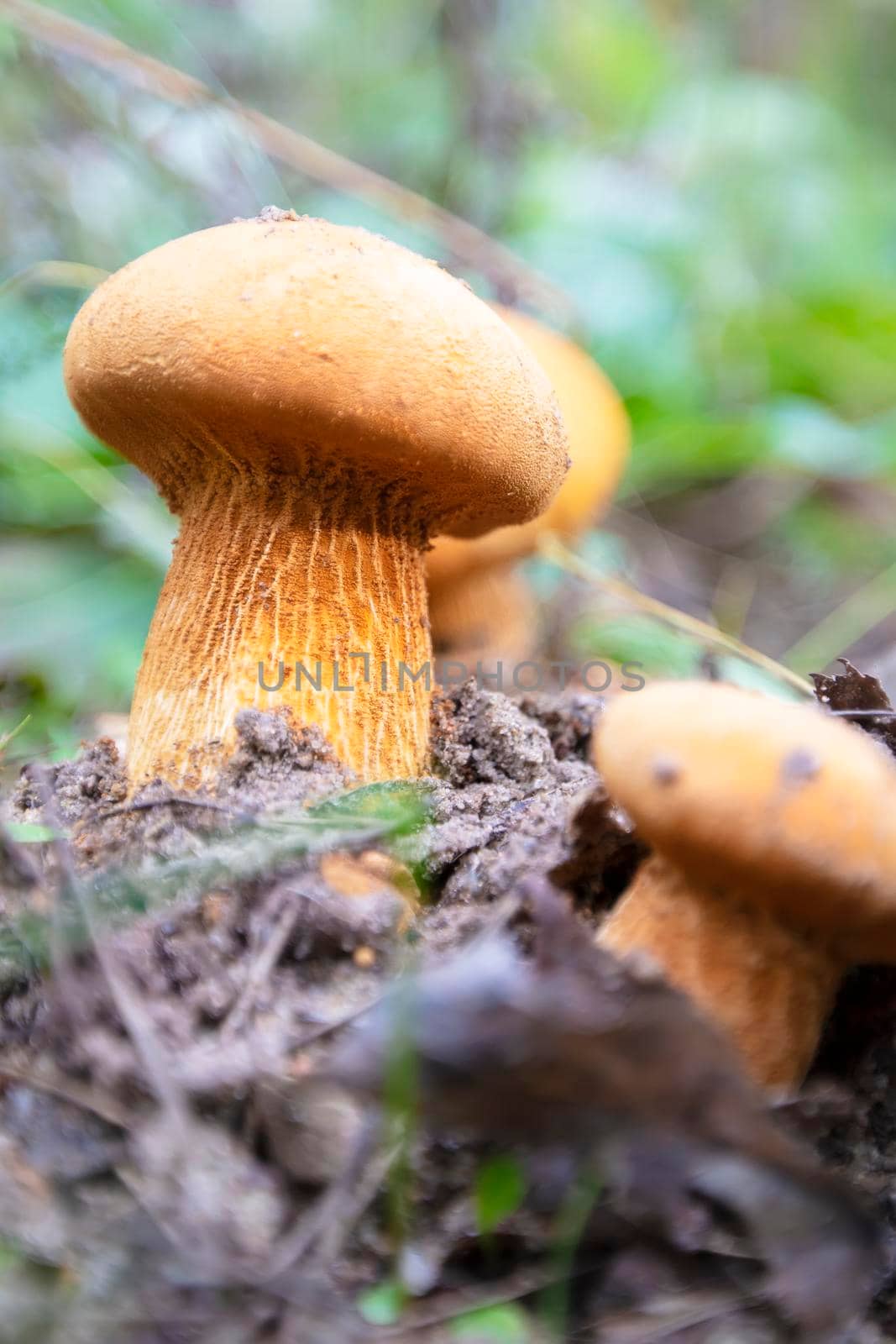A yellow mushroom grows from the ground on green grass.