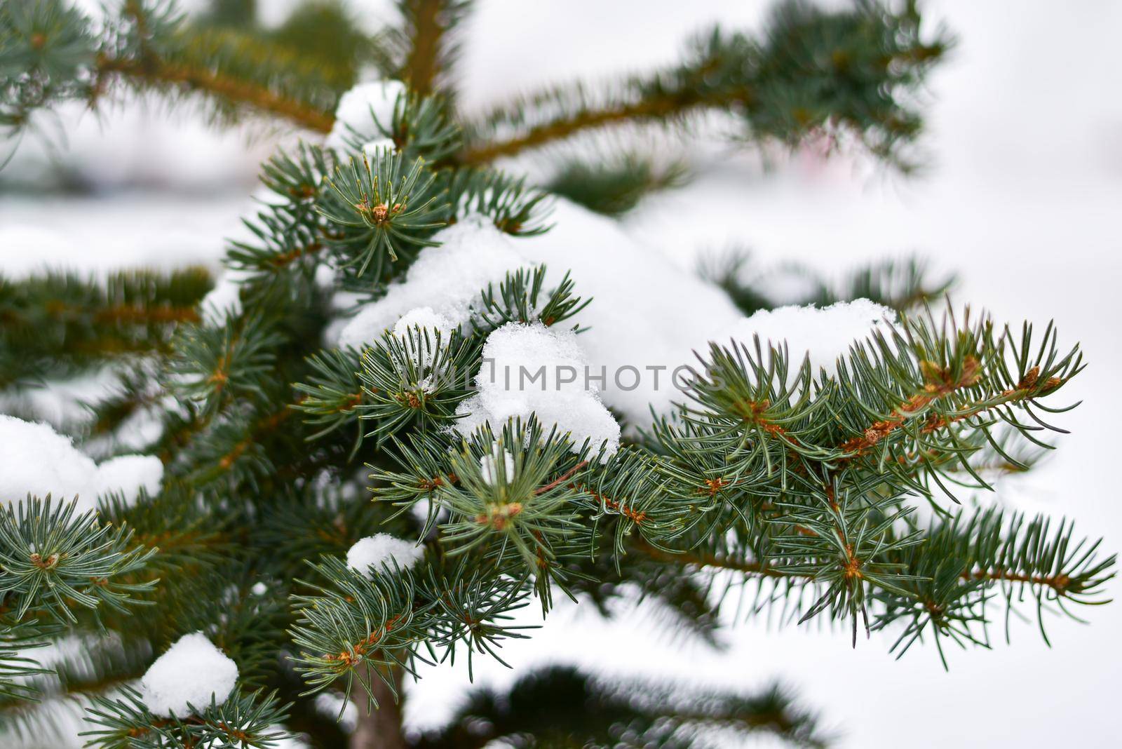 Spruce covered with snow on the street. Winter Time by Nickstock