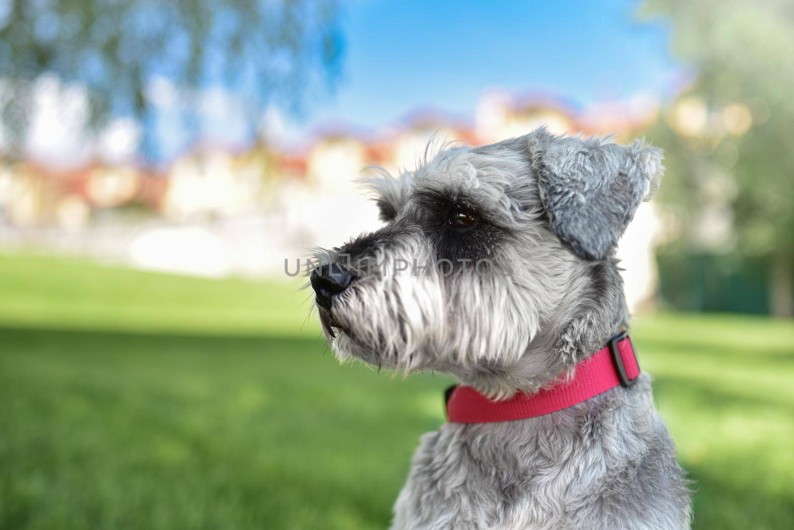 portrait of a beautiful dog schnauzer sitting on the grass and looking into the distance in the park.The concept of love for animals. best friends. by Nickstock