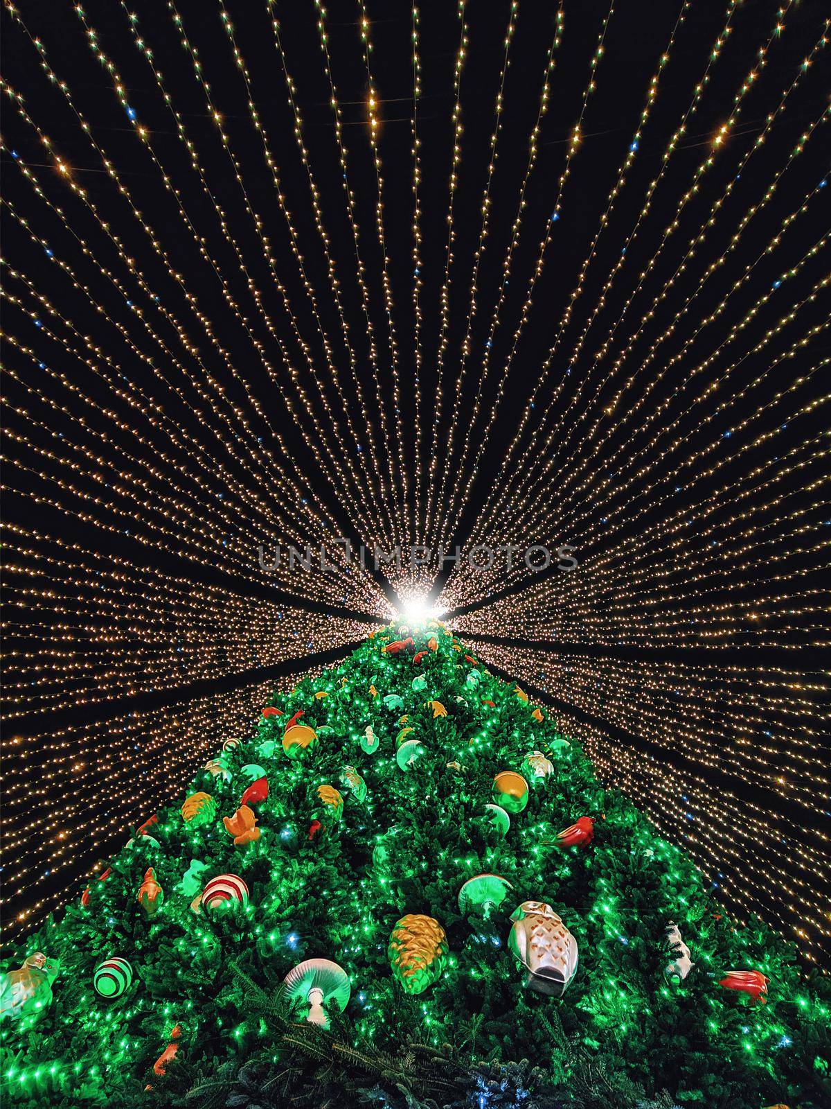 The main Christmas tree of Ukraine. by Nickstock