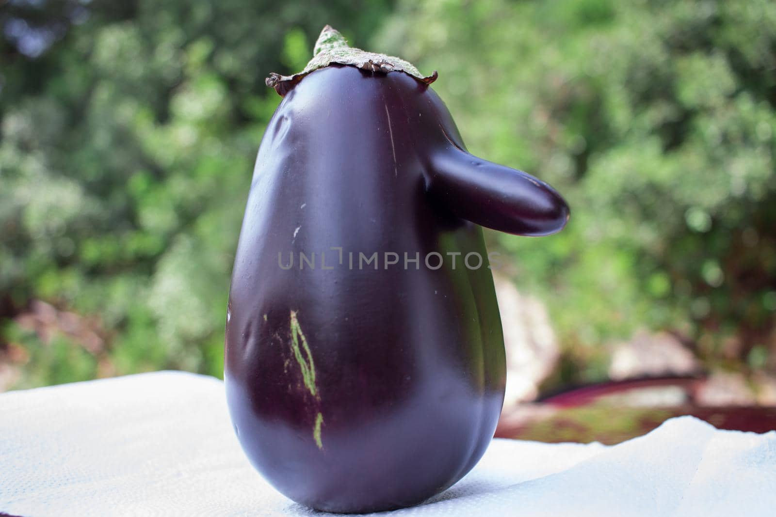 Funny purple fresh natural vegetable eggplant with long nose on green background